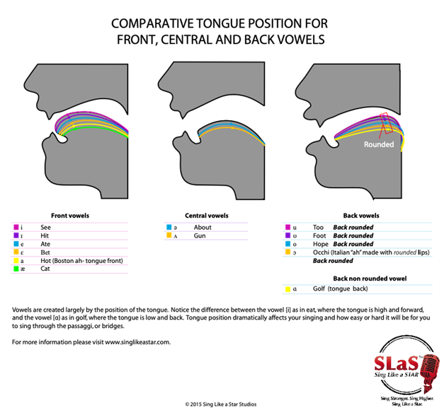 Comparative tongue position for front central and back vowels.