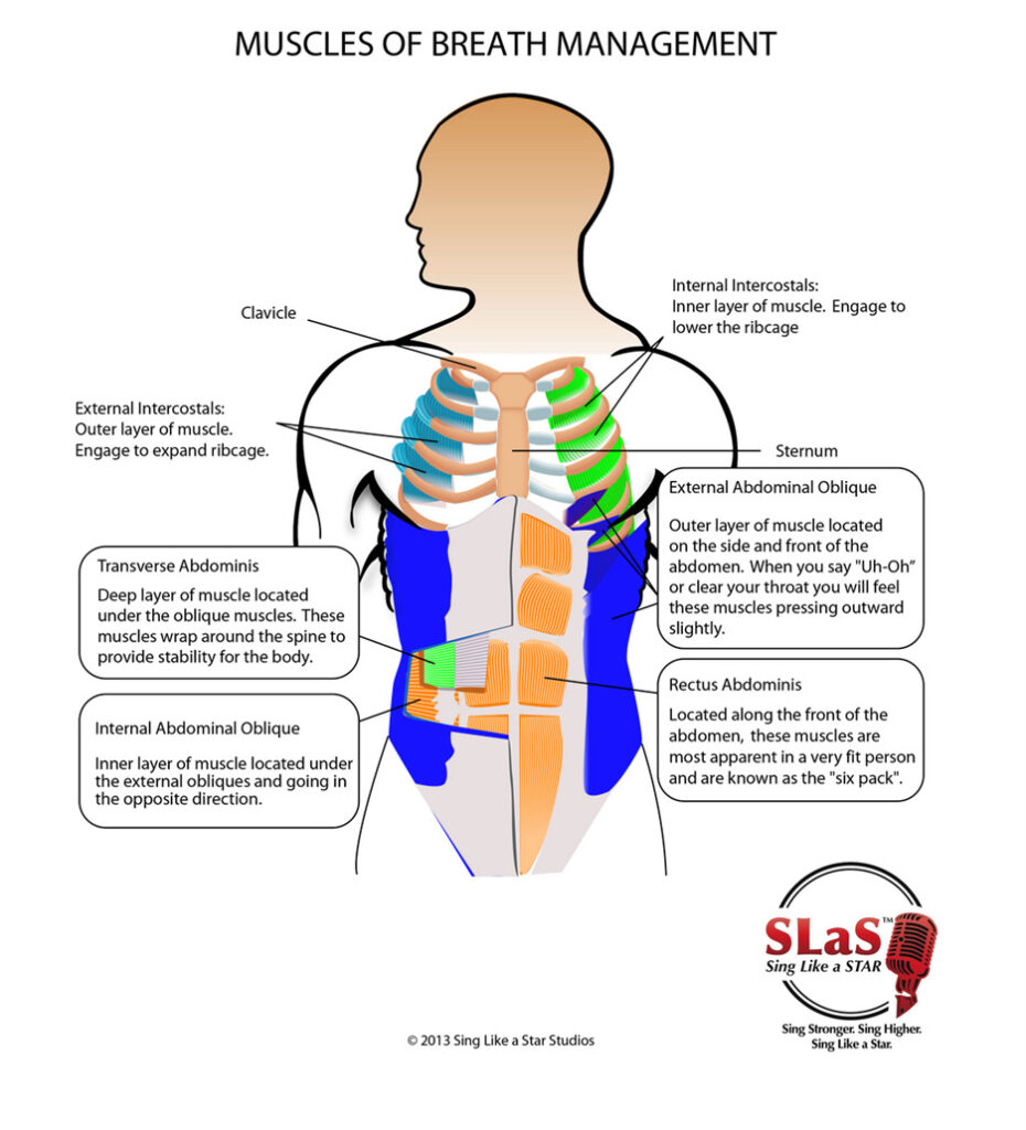 Muscles of breath management.